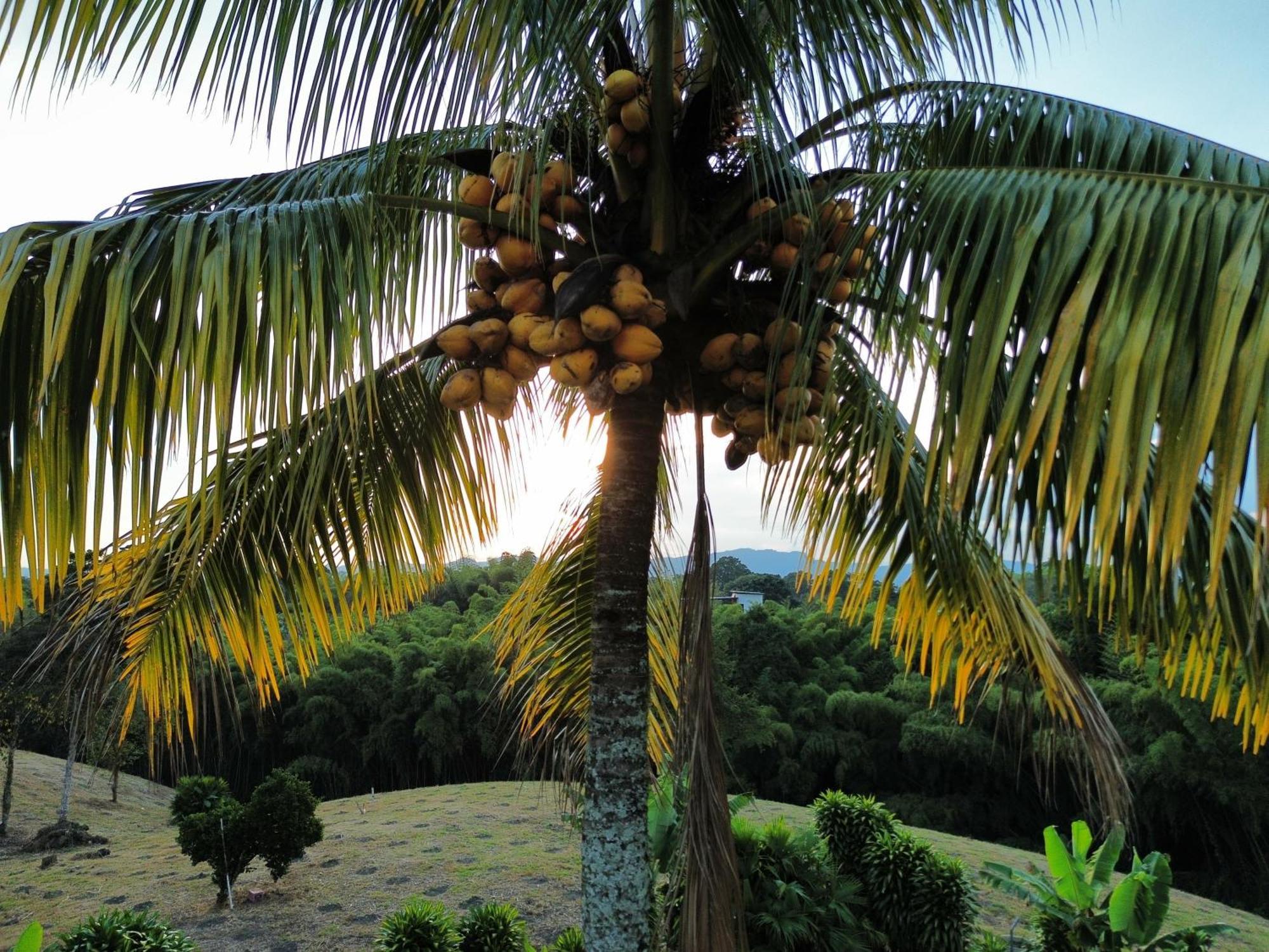 Finca Hotel Los Cocos Montenegro Bagian luar foto